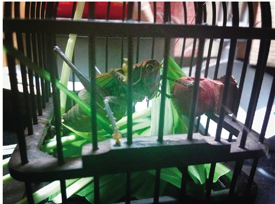 蝈蝈和蟋蟀   ■ 记者/插画 王 珏   买了一只蝈蝈,放在屋里,太阳